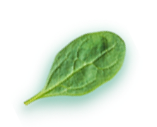 leaf